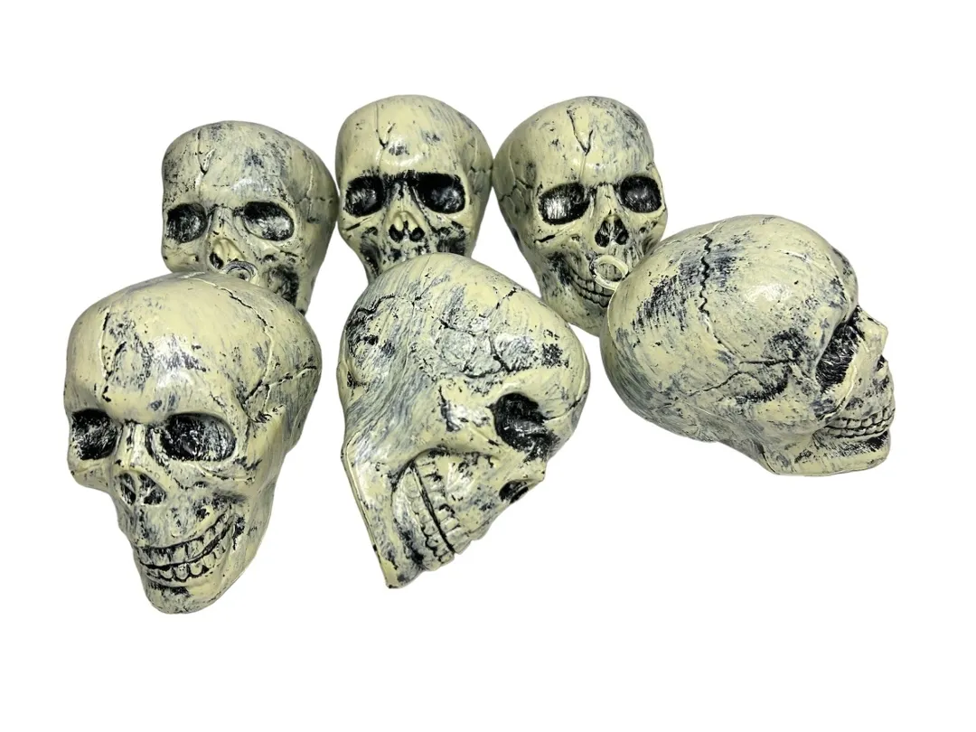 craneos x12 en red.webp